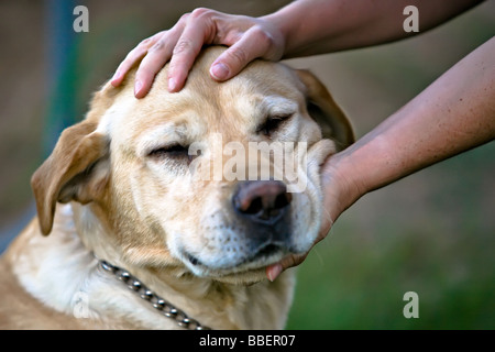 Person, die einen gelben Labrador Retriever streicheln Stockfoto