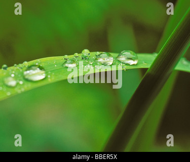 Wassertropfen auf einem Blatt sibirische iris Stockfoto