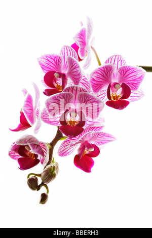 Phalaenopsis, allgemein bekannt als Moth Orchid Stockfoto