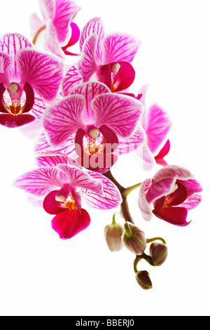 Phalaenopsis, allgemein bekannt als Moth Orchid Stockfoto