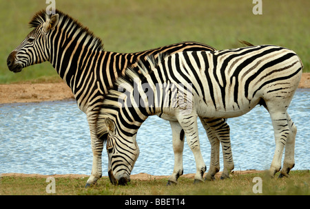 Ein paar Burchell Zebra (Equus Burchelli) Stand ein Pool. Stockfoto