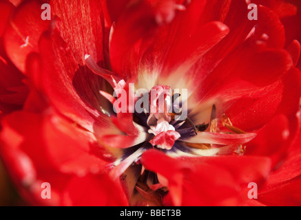 abstrakte florale Closeup Hintergrundfoto des selektiven Fokus rote Blume Stockfoto
