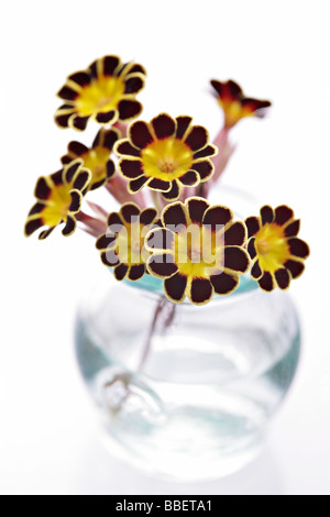 Primeln im kleinen Glas-vase Stockfoto
