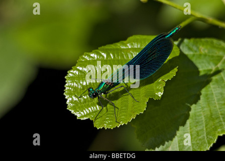 Libelle auf Blatt Stockfoto