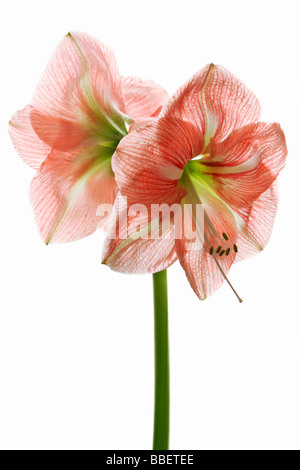 Amaryllis-Blüte auf weißem Hintergrund Stockfoto