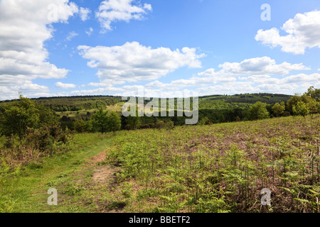 Blick über die Ashdown Forest Sussex Uk Stockfoto