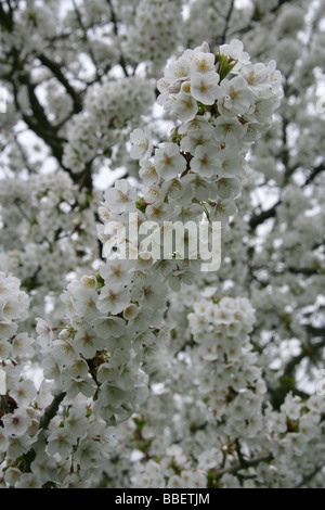 Blüte, Fuji-Kirsche, Prunus 'Umineko', Rosengewächse. Eine Sorte Fuji-Kirsche, Prunus Incisa X Prunus Speciosa. Stockfoto