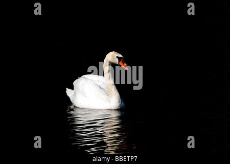 Mute Swan und Feder Cygnus Olor Stockfoto