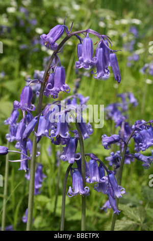 Gemeinsame oder englische Bluebell Hyacinthoides non-scripta Stockfoto