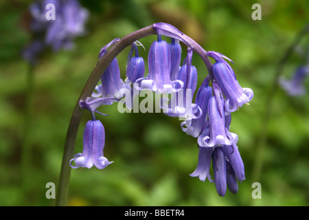 Gemeinsame oder englische Bluebell Hyacinthoides non-scripta Stockfoto