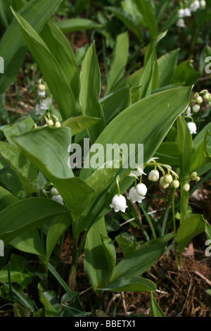 Lily Of The Valley Convallariaarten majalis Stockfoto