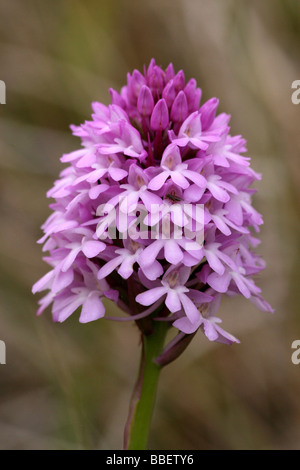 Pyramidenförmige Orchidee Anacamptis pyramidalis Stockfoto