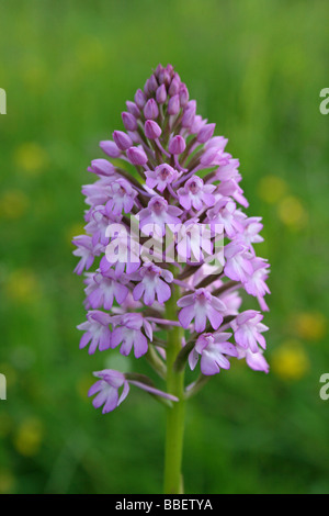 Pyramidenförmige Orchidee Anacamptis pyramidalis Stockfoto