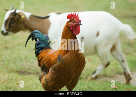 Hahn, Ziege im Hintergrund Stockfoto