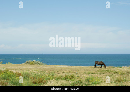 Pferd in küstennahen Szene Weiden Stockfoto