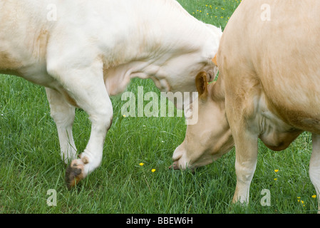 Kühe grasen auf der Weide, Nahaufnahme Stockfoto