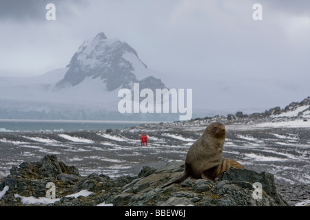 Juvenile Seebär auf Halfmoon-Insel in der Antarktis-Archipel Stockfoto