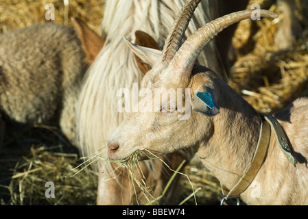 Ziege Essen Heu mit anderen Nutztiere, close-up Stockfoto