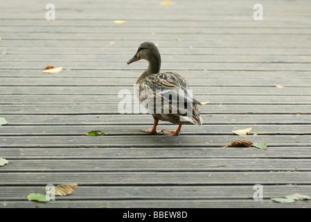 Weibliche Stockente zu Fuß auf der Holzterrasse, Rückansicht Stockfoto