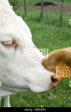 Weiße Kuh kuschelte tagged Ohr eine andere Kuh, beschnitten Stockfoto