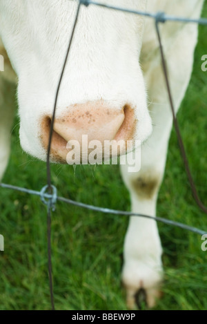 Kuh-sniffing abisolierten Draht abgeschnitten Stockfoto