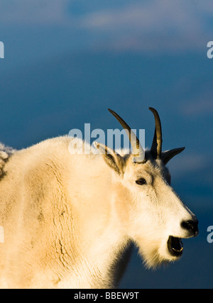 Bergziege, Gähnen, Denver, Colorado Stockfoto