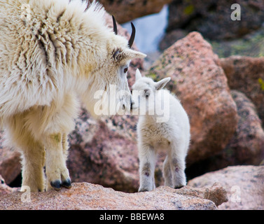 Mutter Bergziege mit neugeborenen Kind, Denver, Colorado Stockfoto