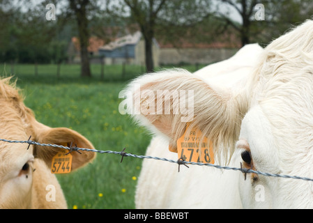 Rinder mit Ohrmarken hinter Stacheldraht, close-up Stockfoto