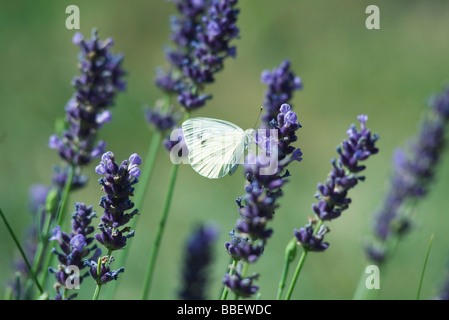 Kleiner Schmetterling auf Lavendelblüten Stockfoto