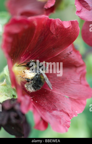 Bienen sammeln Pollen auf Blume Stockfoto