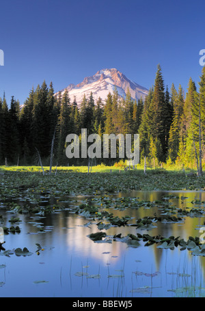 Mount Hood widerspiegelt mit Seerosen in den Vordergrund, Oregon im Trillium See. Stockfoto