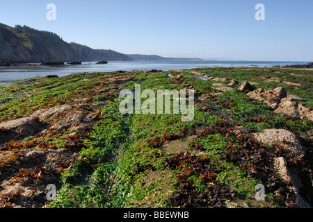 Algen und Seetang ausgesetzt durch Ebbe, Cape Arago State Park, Oregon Stockfoto