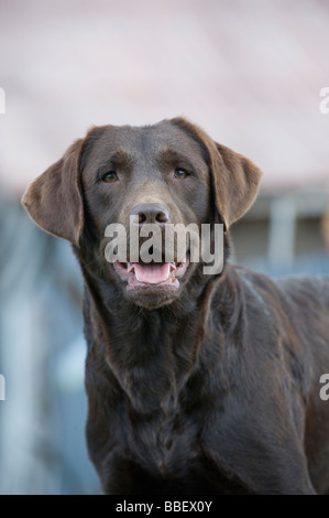 Labrador Stockfoto