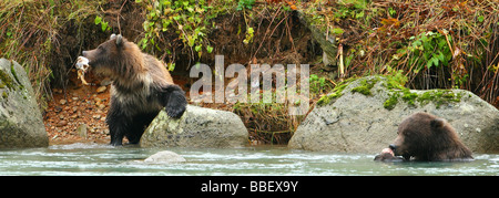 Grizzly Bären in Chilkoot River, Haines, Alaska Angeln Stockfoto