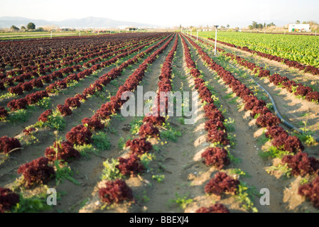 Reihen von Merlot Lettus wächst in Feld Stockfoto