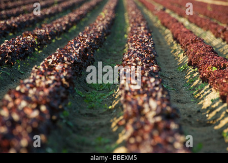 Bereich der Merlot Salat gepflanzt in geraden Zeilen Stockfoto