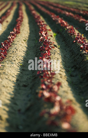 Merlot-Salat in langen endlosen Reihen wachsen Stockfoto