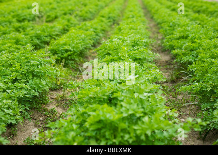 Im Feld wächst Blattpetersilie Stockfoto