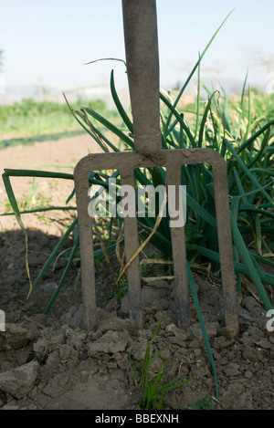 Gartenarbeit Gabel stecken im Boden am Ende der Zeile weiße Zwiebeln im Garten Stockfoto