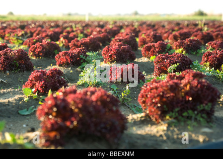 Merlot-Salat wächst im Feld Stockfoto