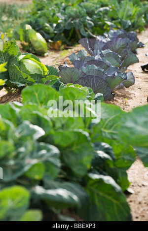 Sortierte Kohl, Kopfsalat wachsen Gemüse Garten Stockfoto