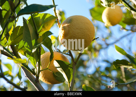 Orangen Reifen auf Ast Stockfoto