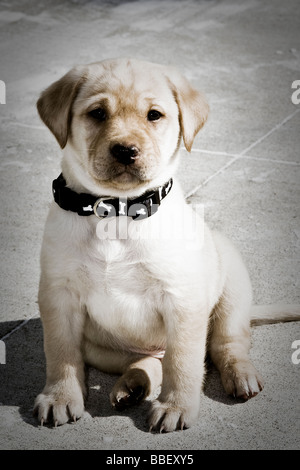 7 Wochen alten gelben Labrador Retriever Welpen Stockfoto