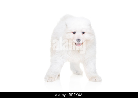 Samojeden Welpen Stockfoto