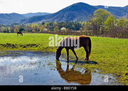 Trinkwasser für Pferd und Esel Beweidung in Cades Cove in den Great Smoky Mountains Nationalpark Tennessee Stockfoto