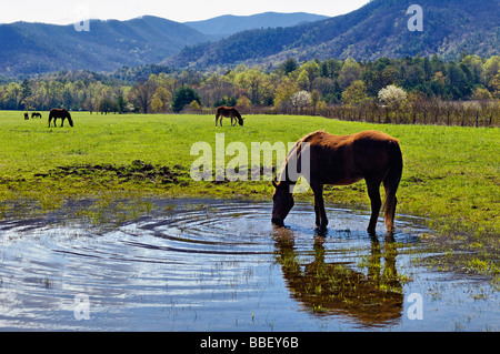 Trinkwasser für Pferd und Esel Beweidung in Cades Cove in den Great Smoky Mountains Nationalpark Tennessee Stockfoto