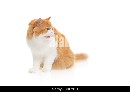 Katzen fauchen Stockfoto