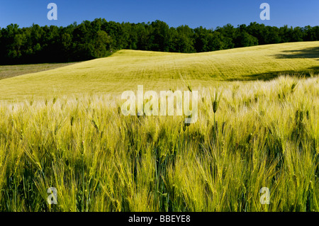 Im mittleren Westen Weizenfeld in Harrison County Indiana Stockfoto