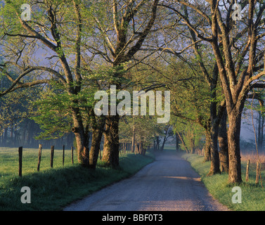 Funken Lane mit einem leichten Nebel heben in den frühen Morgenstunden in Tennessee Cades Cove Great Smoky Mountains National Park Stockfoto