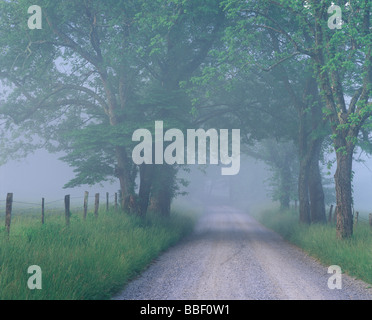 Funken Lane mit einem leichten Nebel heben in den frühen Morgenstunden in Tennessee Cades Cove Great Smoky Mountains National Park Stockfoto